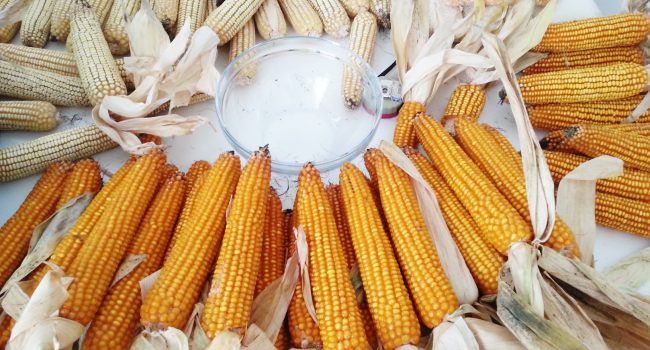 hibrid2 hibrid2