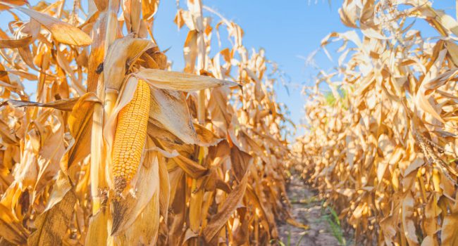 Harvest ready maize ear on stalk in cultivated corn field, close up with selective focus