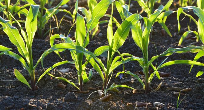 corn-1841271_1280